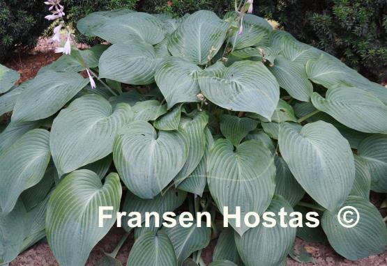 Hosta Herkules